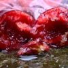 Food and Health: Common Foods that can be Toxic