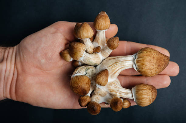 Do shrooms show up on a drug test?